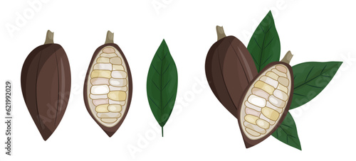 Set of cocoa beans illustration. Logo template. Cacao pod. composition and elements. Vector clipart