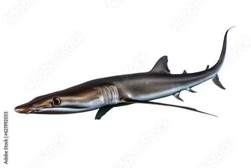 Smoothhound shark Mustelus    Transparent background. generative AI