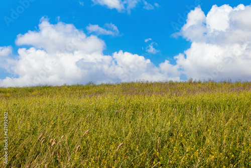 Serenely beautiful hill covered in wild grass  bordered by a blue sky with white clouds.