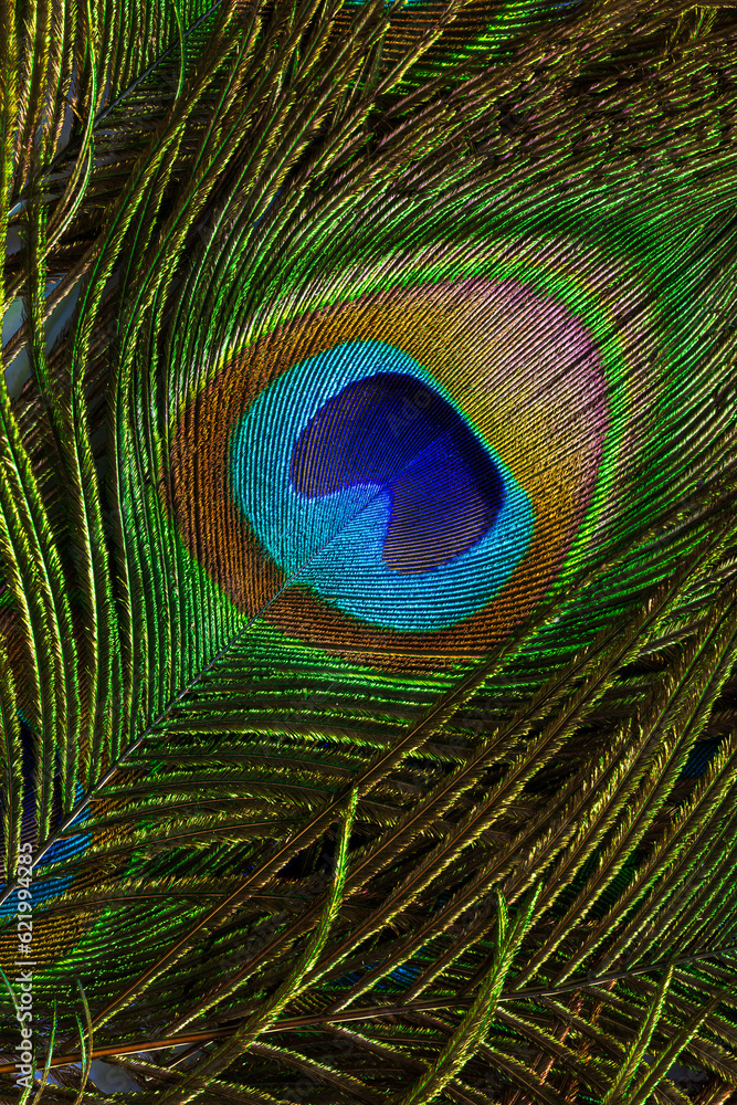 Naklejka premium macro peacock feathers,Peacock feathers close-up