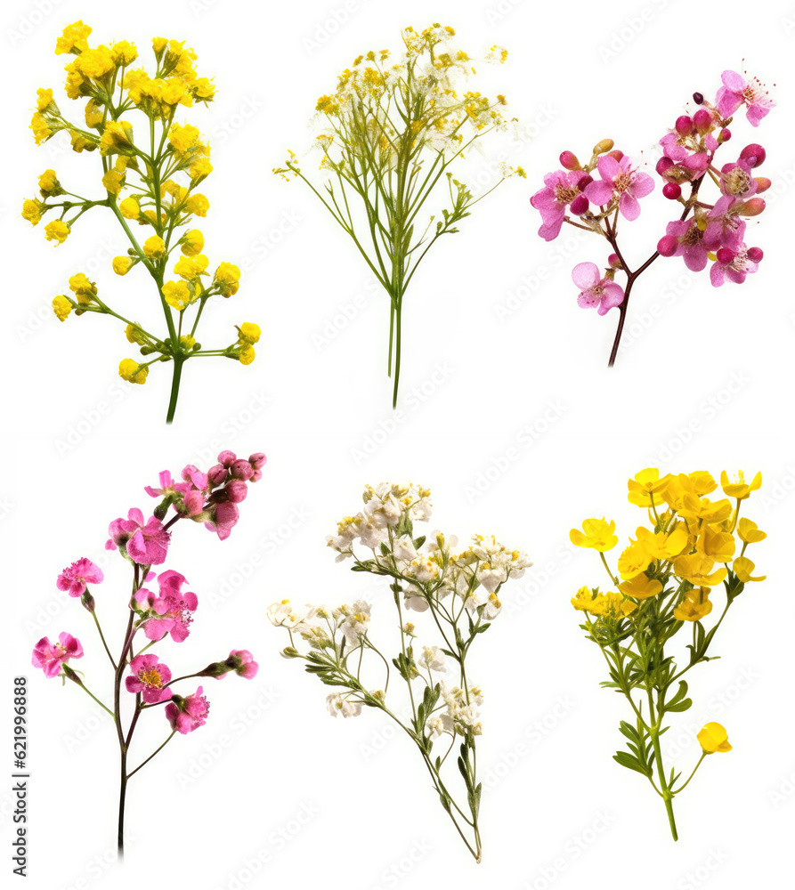 Set of small sprigs of yellow flowers of berberis thunbergii, pink chamelaucium and white gypsophila isolated, Generative AI