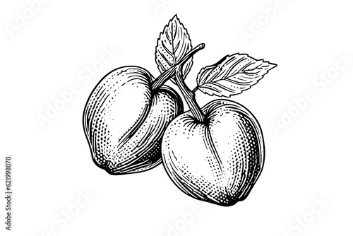 Peach or Apricot fruit hand drawn sketch in engraved style.