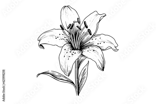 Monochrome black and white bouquet lily isolated on white background. Hand-drawn vector illsutration.