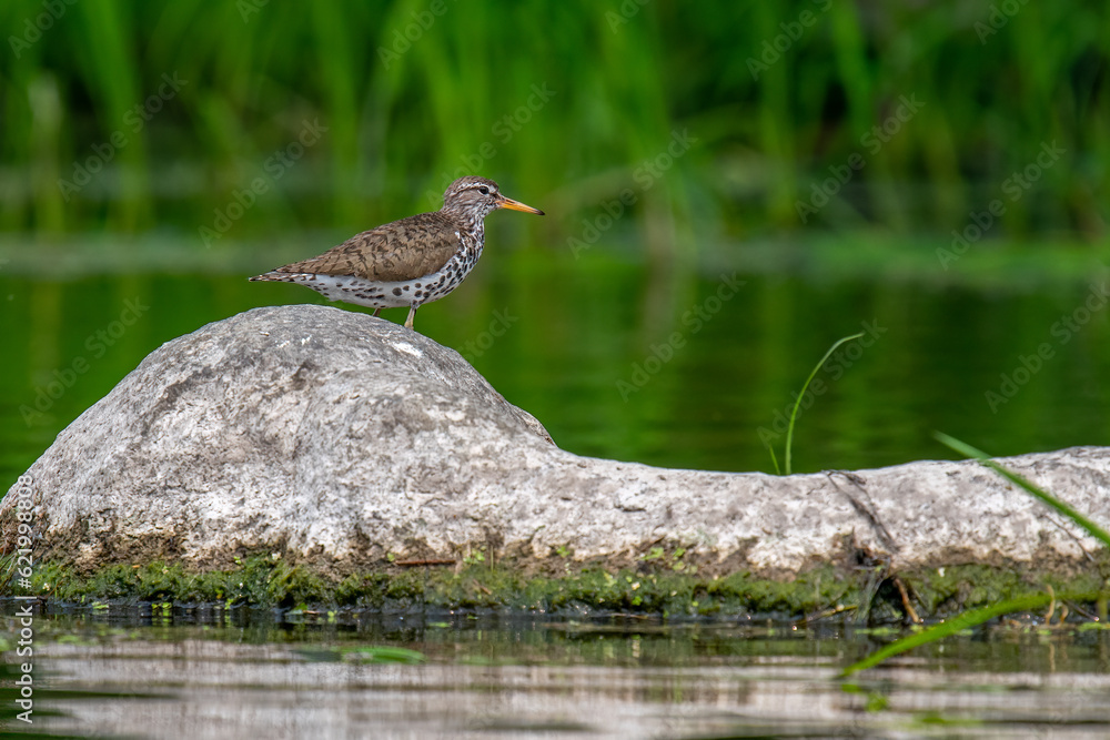 Fototapeta premium Spotted Sandpiper on River Rock