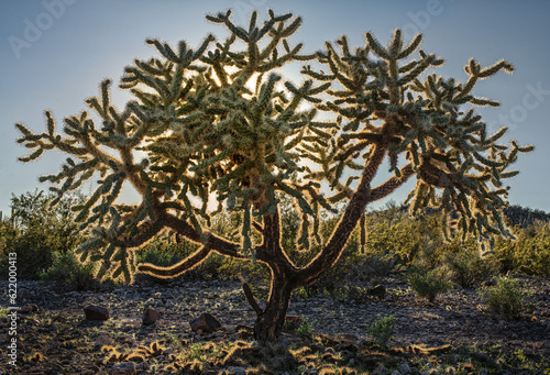 Teddy Bear Cholla in Organ Pipe