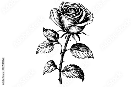 Vintage rose flower engraving calligraphic .Victorian style tattoo vector illustration