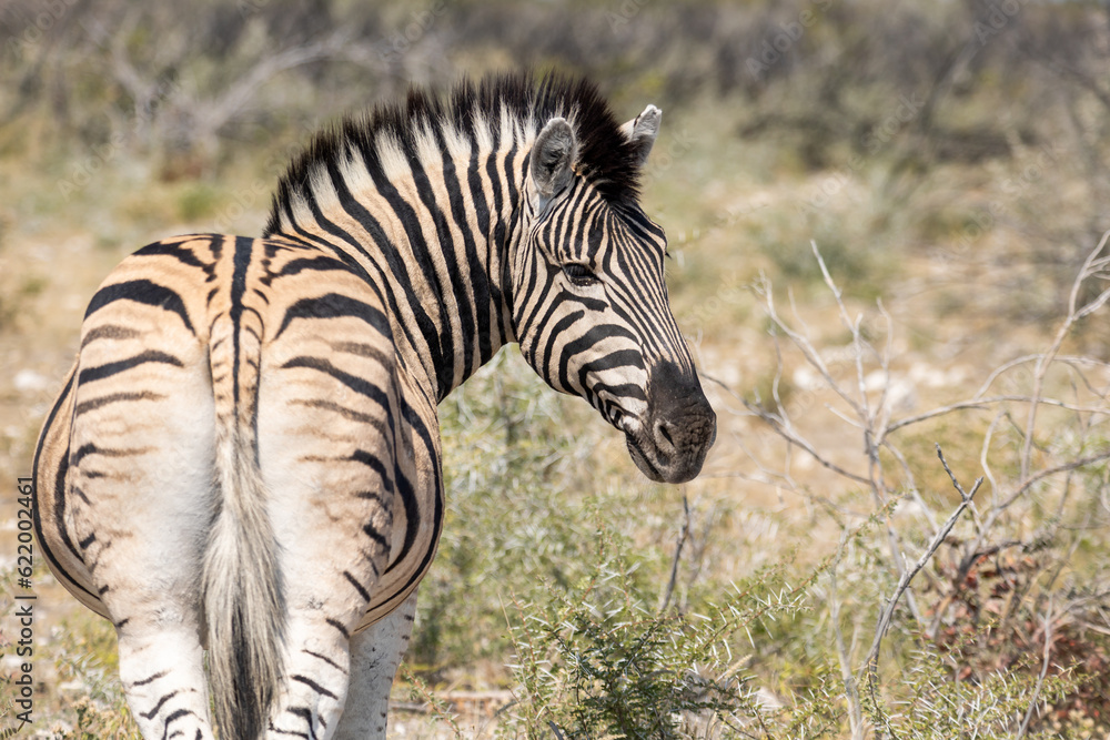Close up image of a zebra, Equus quagga, or Equus burchellii from behind Close up image of a zebra, Equus quagga, or Equus burchellii from behind