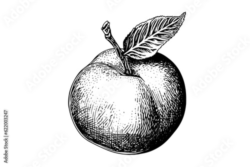 Peach or Apricot fruit hand drawn sketch in engraved style.