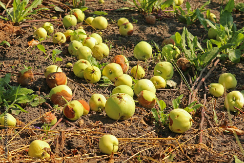 Fallen apples lie on the ground. Lots of rotten apples. Plant diseases.