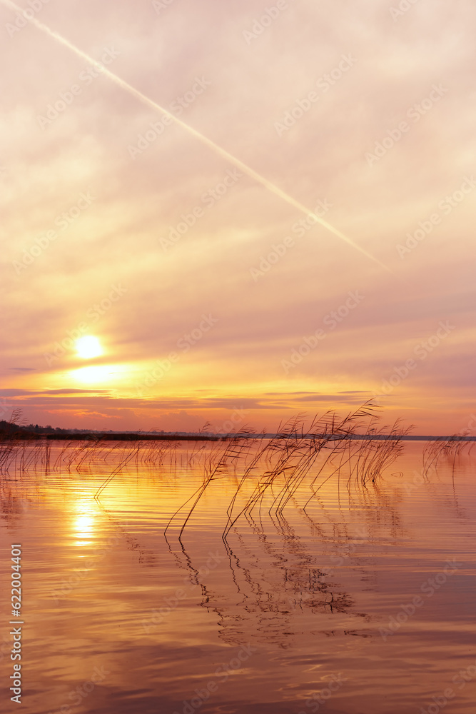 Aesthetic sunset on lake, plant reeds growth in water orange colored sky background, vibrant clouds and surface water. Nature scenery summer lake with reflections, sunset gradient, beauty nature