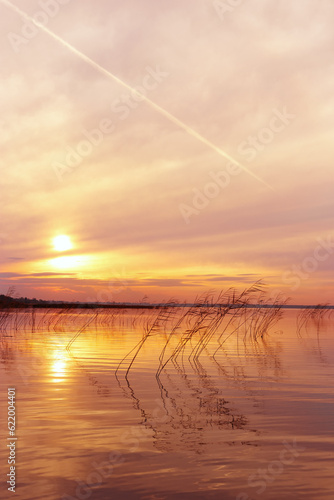 Aesthetic sunset on lake  plant reeds growth in water orange colored sky background  vibrant clouds and surface water. Nature scenery summer lake with reflections  sunset gradient  beauty nature