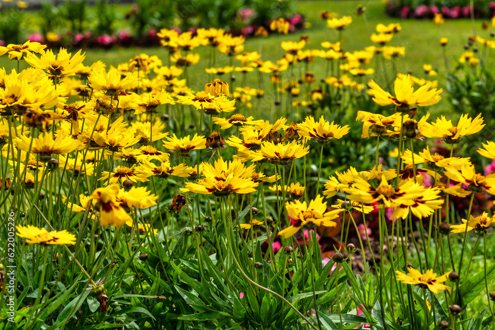 Obraz premium Flowers