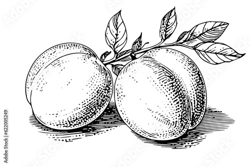 Peach or Apricot fruit hand drawn sketch in engraved style.