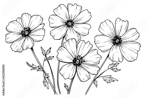 Isolated cosmea vector illustration element. Black and white engraving style ink art.