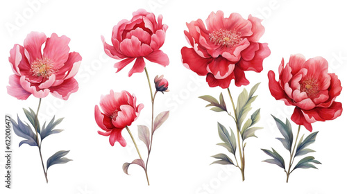Fototapeta Naklejka Na Ścianę i Meble -  Set of watercolor fresh red peony flowers with green leaf branches. Generative AI
