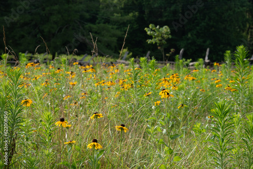 Field of wild black-eyed Susan flowers.