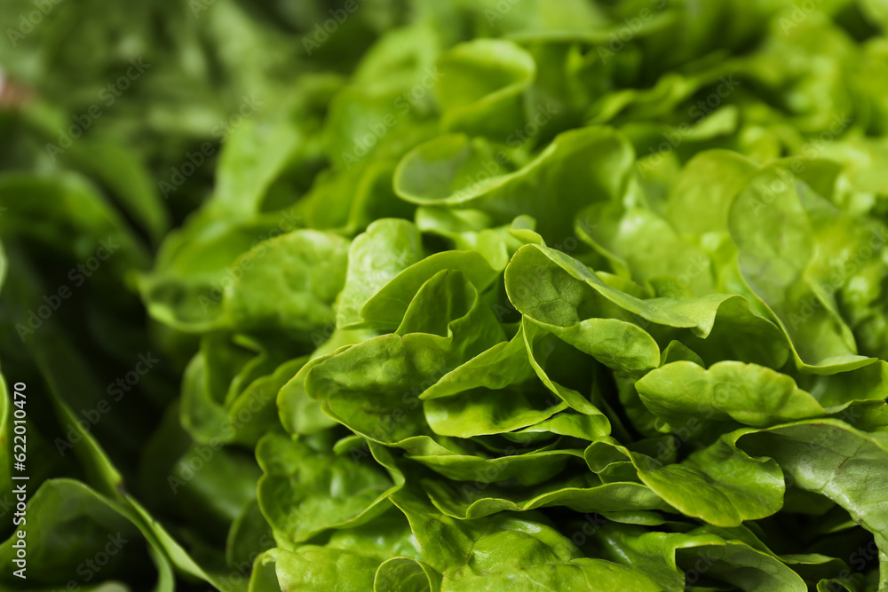 Concept of fresh summer food - lettuce salad Concept of fresh summer food - lettuce salad