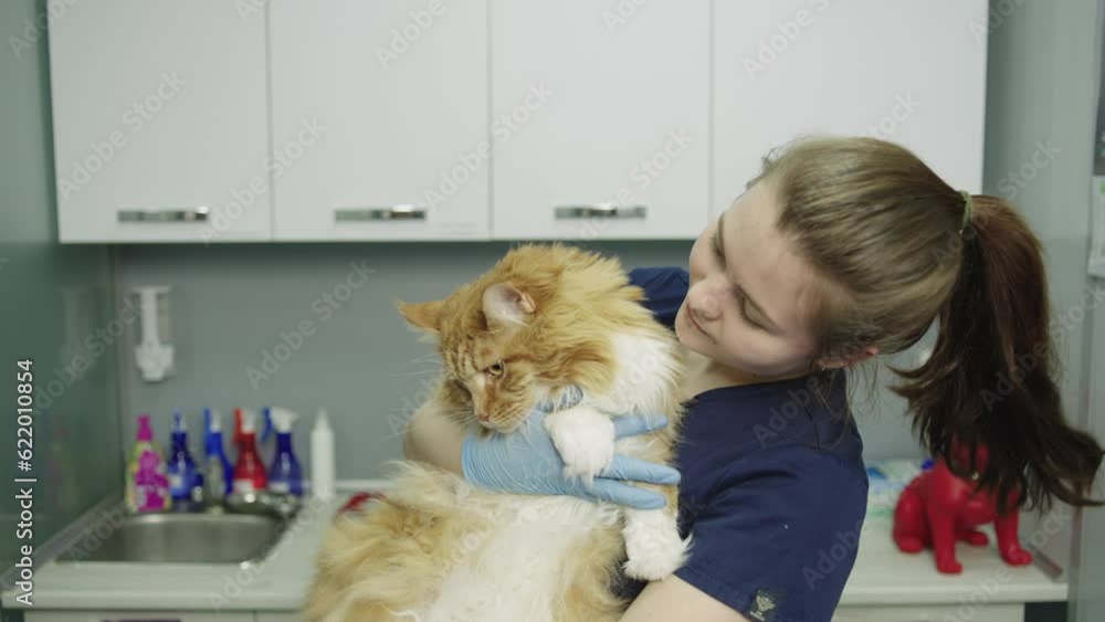 A female veterinarian hugs a cat after an examination and smiles at the camera. Caring attitude to patients in a veterinary clinic. High quality 4k footage A female veterinarian hugs a cat after an examination and smiles at the camera. Caring attitude to patients in a veterinary clinic. High quality 4k footage