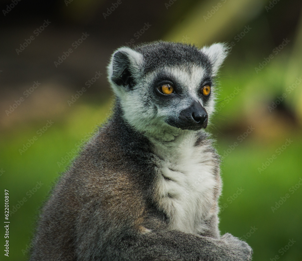 Obraz premium Grey Lemur