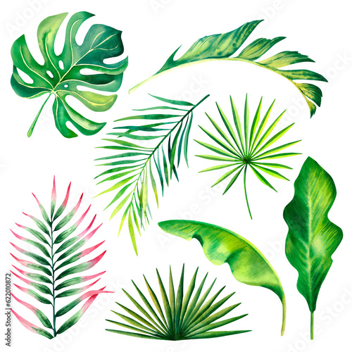 A set of monstera leaves  palm branches  leaves. Watercolor illustration on a white background. Tropical plants. Exotic nature.