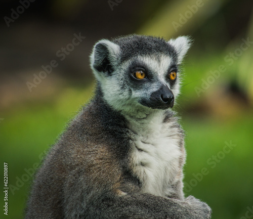 Grey Lemur © Robin