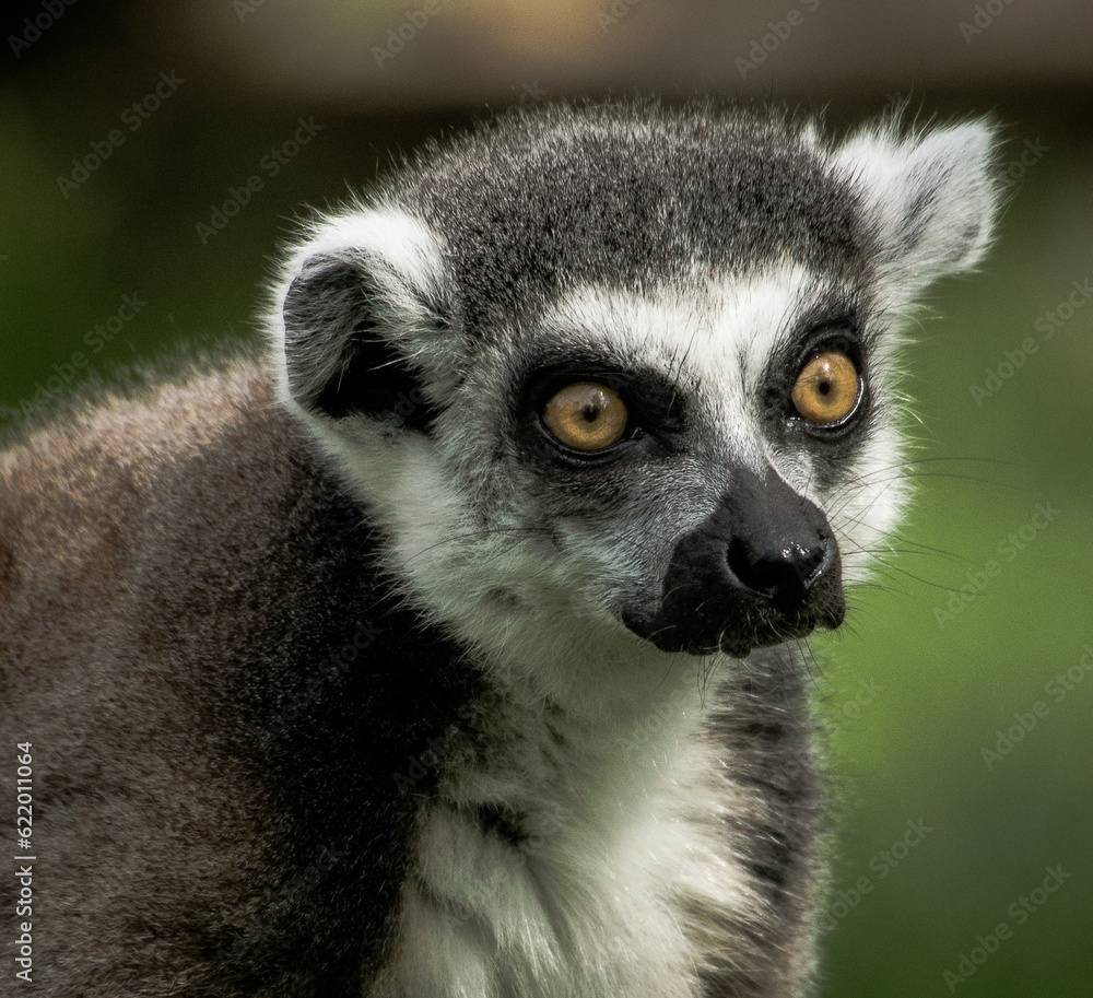 Lemur Watching Lemur Watching