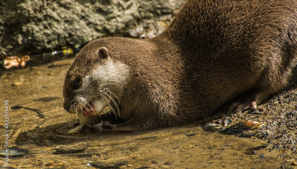 Obraz premium Otter eating fish