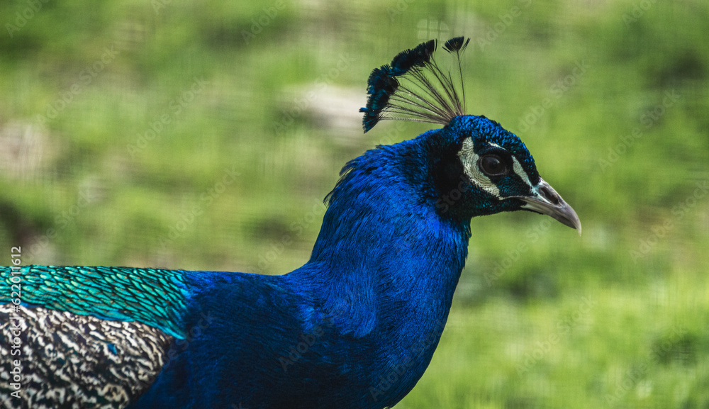 Obraz premium Peacock up close