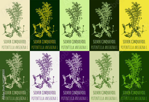 Set of vector drawing SILVER CINQUEFOIL in various colors. Hand drawn illustration. The Latin name is otentilla anserina L.