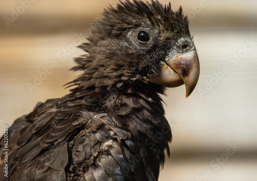 Scruffy Vasa Parrot photo