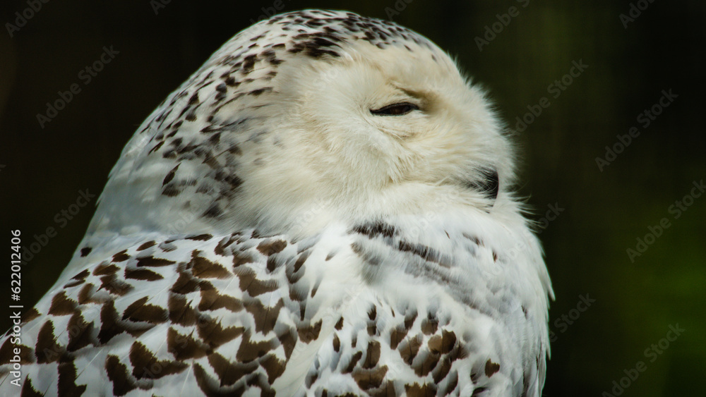 Obraz premium Side on Snowy Owl