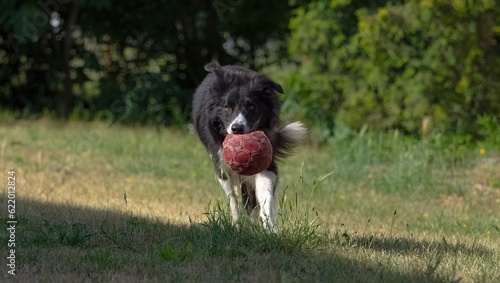 Playing with a older border collie in Jena © Marrow83