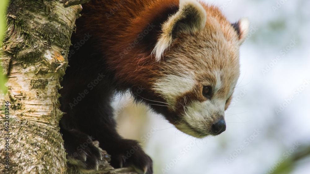 Fototapeta premium Watching Red Panda