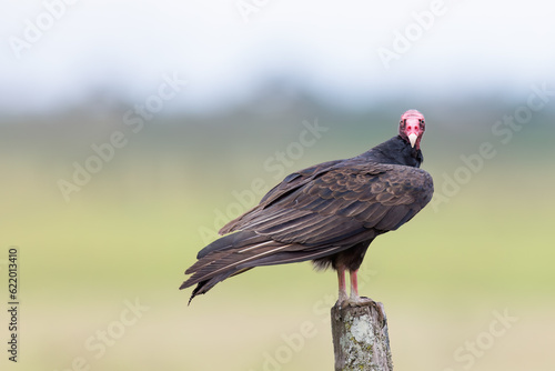 Turkey vulture sitting on a post, Cathartes aura, Costa Rica
