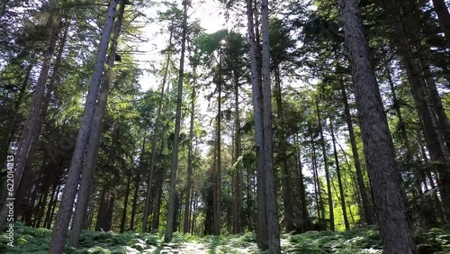 Through the Trees