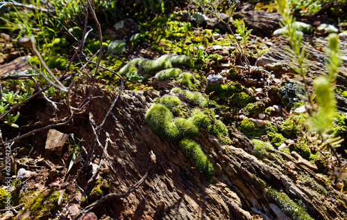 Soft green moss growing on rocks in the Karoo Botanical Garden in Worcester, Western Cape, South Africa.