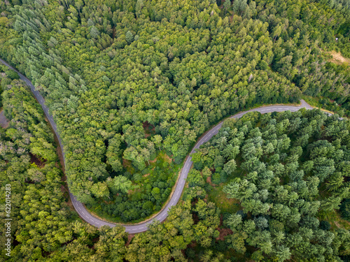 top down view of the winding road going through the green forest