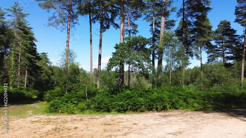 trees in the forest
