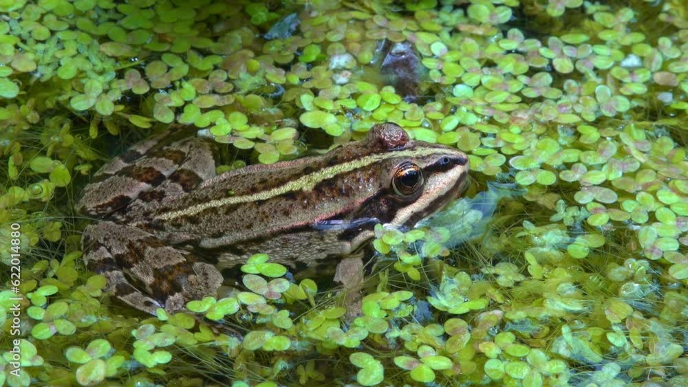 The marsh frog (Pelophylax ridibundus), frog in water among duckweed The marsh frog (Pelophylax ridibundus), frog in water among duckweed
