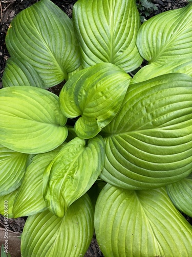 Green hosta leaves background