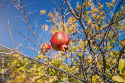 Pomergranate fruits hanging on a tree in mountain orchard