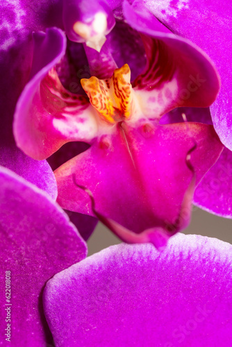 Fototapeta Naklejka Na Ścianę i Meble -  Macro photo of beautiful vibrant pink orchids phalaenopsis in living room.