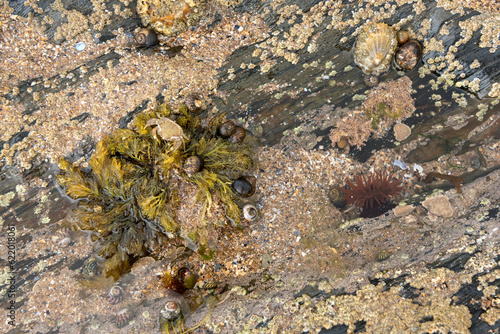 Rock pool with beadlet anemone  limpets  periwinkles topshells and a molted crab shell over seaweed