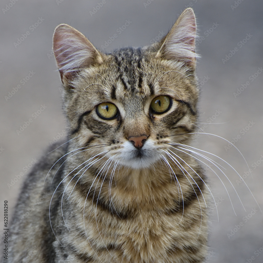 Portrait of a striped young cat on a gray background