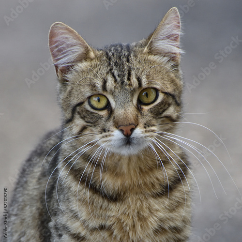 Fototapeta Naklejka Na Ścianę i Meble -  Portrait of a striped young cat on a gray background