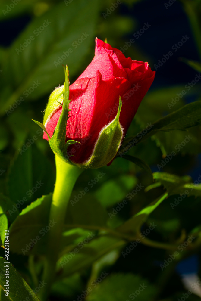A red rose. Macro photo. Low depth of field. Art photo. A red rose. Macro photo. Low depth of field. Art photo.
