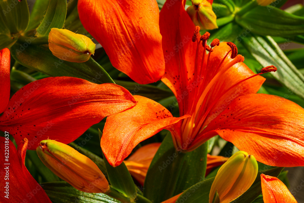 Bright orange lily flowers. Orange lily flower in full bloom. Charming lily flowers with long stamens. Bright orange lily flowers. Orange lily flower in full bloom. Charming lily flowers with long stamens.