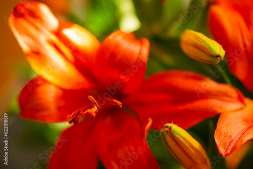 Bright orange lily flowers. Orange lily flower in full bloom. Charming lily flowers with long stamens.