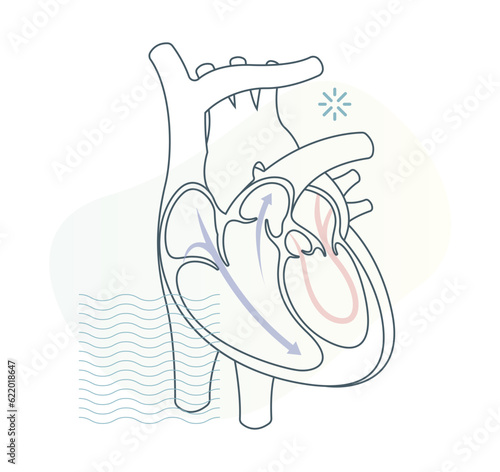 Human Heart Cross Section - Stock Illustration