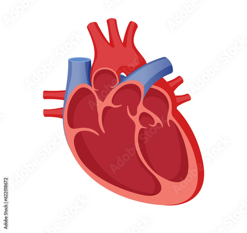 Human Heart Cross Section - Stock Illustration
